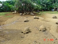 mauritius_063_23apr2006_croc_turtle_farm.jpg