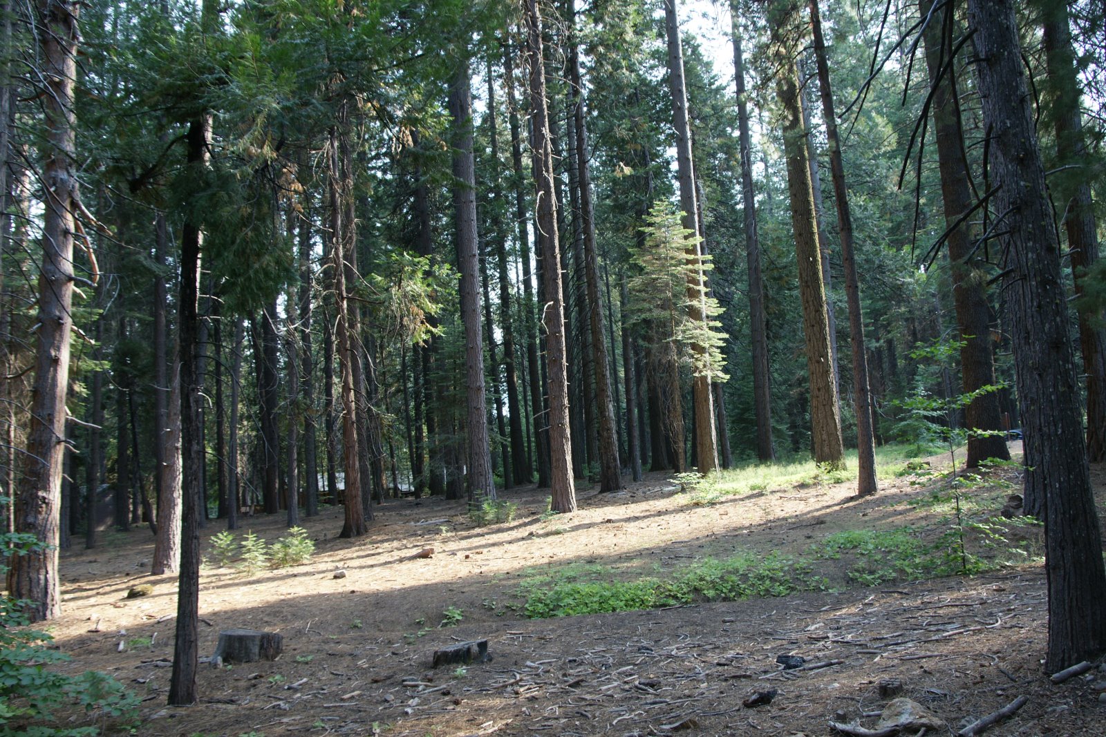 California, Calaveras County & Yosemite NP, Aug, 2009