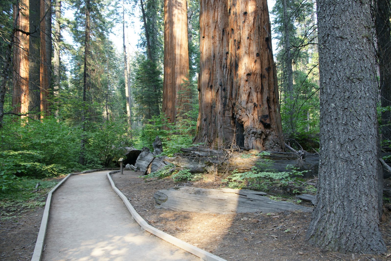 California, Calaveras County & Yosemite NP, Aug, 2009